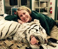 Ashley with a white tiger under anesthesia for an annual physical examination.