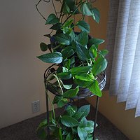 50 years of Carthage Library pothos plant