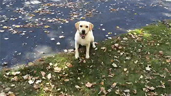 Dog fetch ball leaves